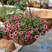 Accesorii Ghivece si Jardiniere